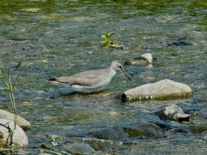 キアシシギ 5月23日 賀茂大橋下流