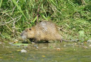 オオカワネズミ 5月23日 御池大橋下流