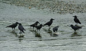 ハシブトガラス 5月18日 丸太町橋下流 コイの死骸をつつく順番待ち