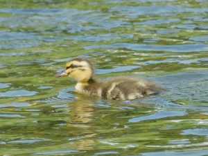 MEcmay5-1 ひとりはぐれた子 5月5日 出町橋