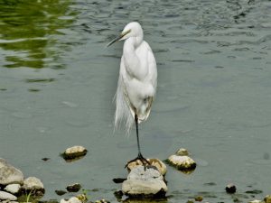 ダイサギ 5月10日 賀茂大橋