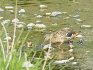カラスはあきらめて飛び去り、子どもたちは安全な場所に MGm4csmay8-14