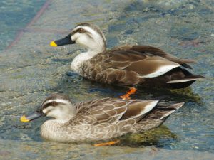 カルガモ ♀と♂ 5月23日 荒神橋