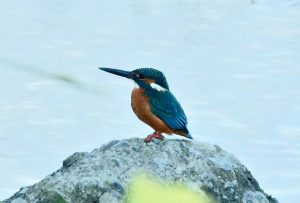 カワセミ♂ 11月14日 荒神橋上流