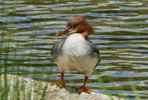 カワアイサ♀ 5月23日 二条大橋