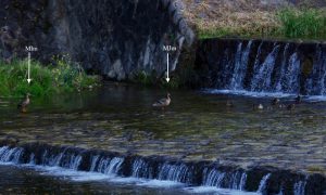 MIm3csとMJm7cs may14-1 河合橋上流