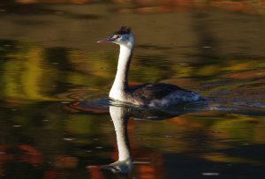 カンムリカイツブリ 葵橋 11月15日–1