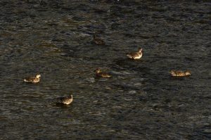 カワアイサ♀ 11月16日 賀茂大橋下流