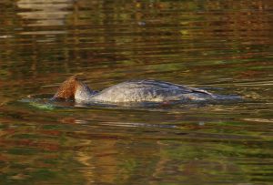 カワアイサ♀ 11月16日 出町橋上流