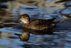 コガモ♀ 葵橋 11月15日