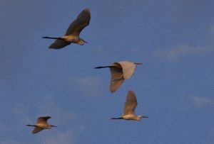 ダイサギ 11月16日 葵橋