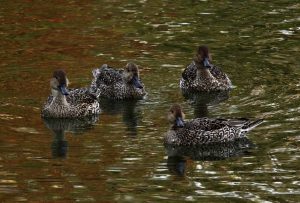 オナガガモ♀ 出町橋上流 11月13日