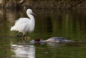 コサギ と カワアイサ♀ 11月16日 出町橋上流