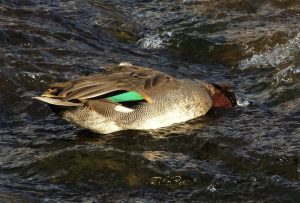 コガモ♂ 11月16日 荒神橋下流