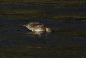 コガモ♀ 葵橋上流 11月14日